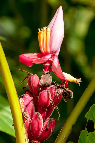 Flor de banana em luz solar quente — Fotografia de Stock