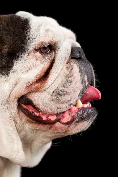 Bulldog Mug Shot — Fotografie, imagine de stoc