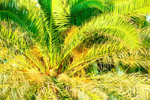 Marco lleno de palmera en luz cálida de la tarde — Foto de Stock