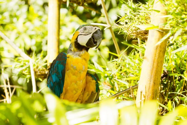 Синьо-жовтий ара диких птахів ара — стокове фото