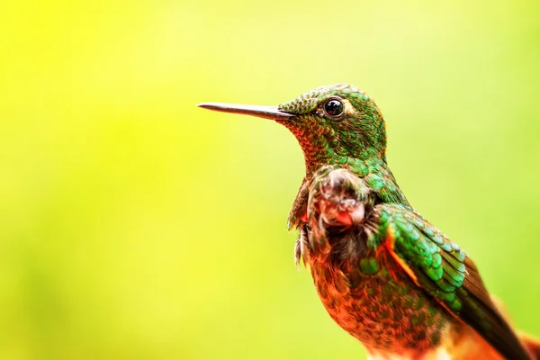 Sapphire szellőzésű pamacslábú kolibri portré — Stock Fotó