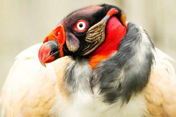 Sarcoramphus Papa Rey Buitre — Foto de Stock