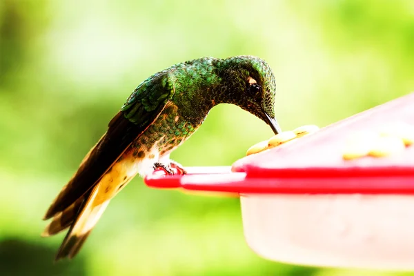 Sapphire szellőzésű pamacslábú kolibri — Stock Fotó