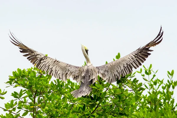 Pollo de pájaro pelícano en primer vuelo — Foto de Stock