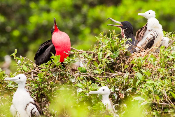 Fragata pájaro macho — Foto de Stock