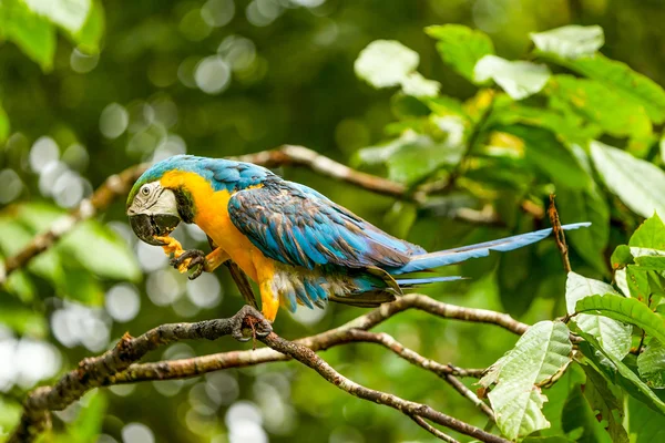 Папуга ара ара в Еквадорських Amazonia — стокове фото