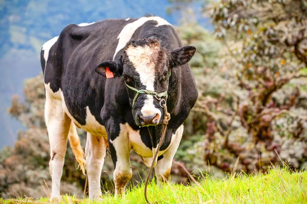 Αγελάδα ελευθέρας βοσκής κοιτάζοντας τον προβολέα — Φωτογραφία Αρχείου