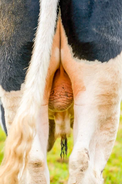 Testículos de toro Big Holstein — Foto de Stock