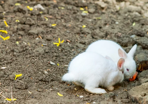 Para Angorską królik — Zdjęcie stockowe