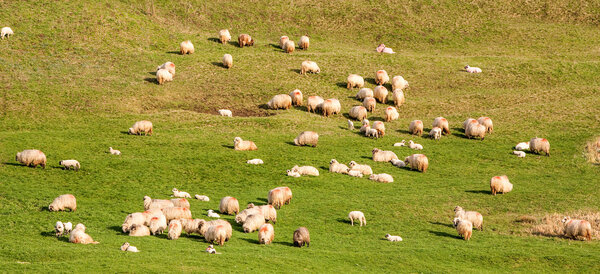 Numerous Heard Of Sheep Grazing