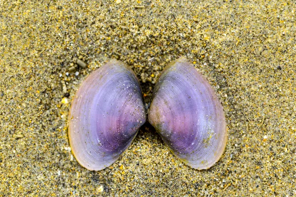 Kumdaki deniz kabuğu — Stok fotoğraf
