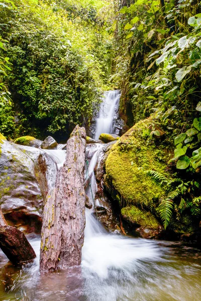 Rain Forest Waterfall — Stock Photo, Image