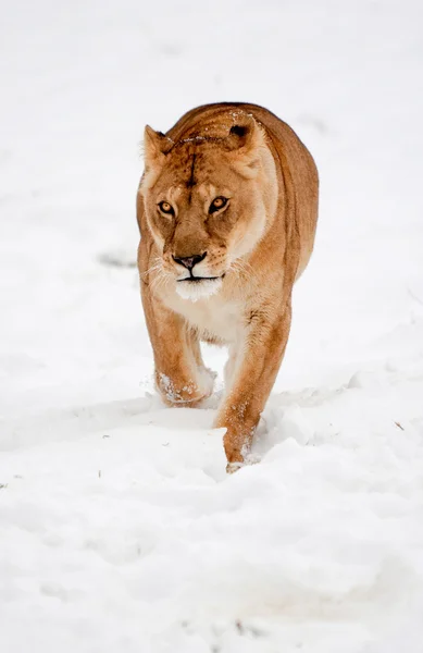 Karda dişi aslan. — Stok fotoğraf