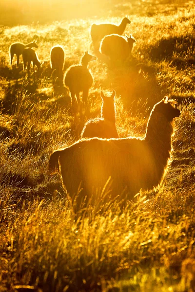 Entendu parler de Lamas sauvages au coucher du soleil — Photo
