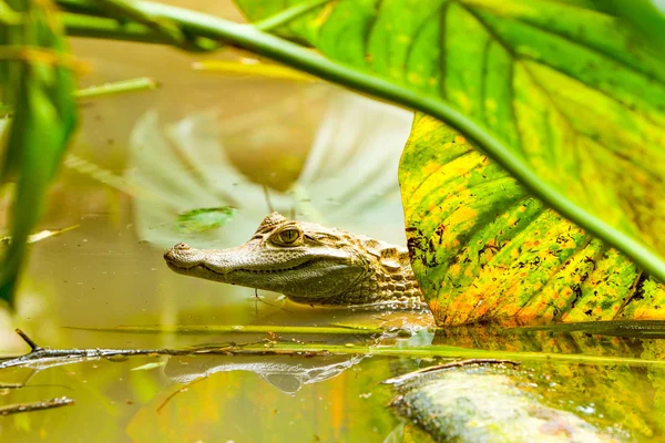 Divoké Caiman v amazonských bažiny — Stock fotografie