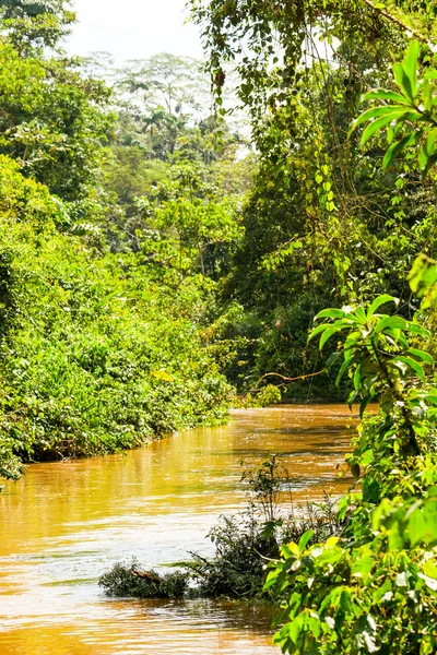 Río Amazonas afluente en Ecuador —  Fotos de Stock