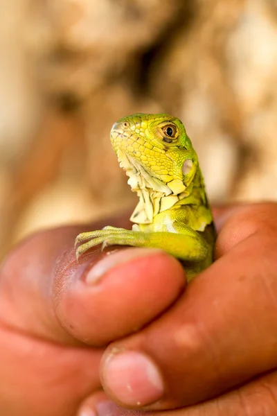 Young Wild Iguana — Stock Photo, Image