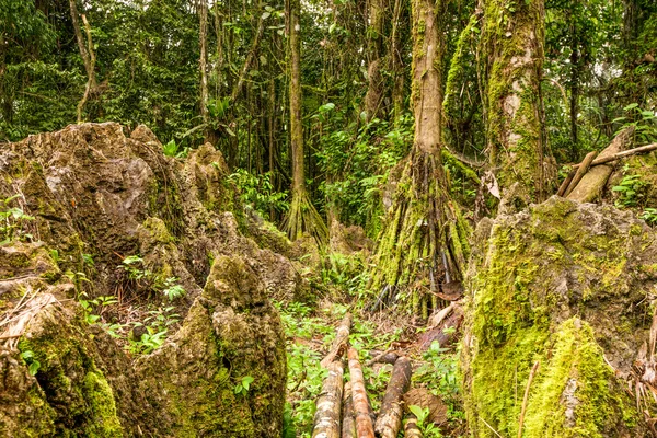 Vegetación densa en clima húmedo — Foto de Stock