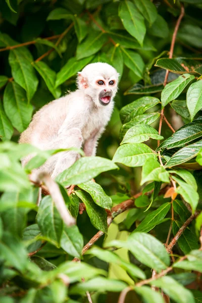 Saimiri cub screaming — стоковое фото