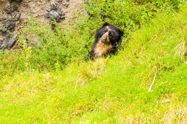 Black Spectacled Wild Andean Bear — Stock Photo, Image