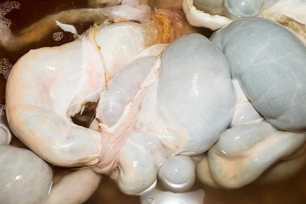 Животные кишки отдыхают в холодной воде — стоковое фото