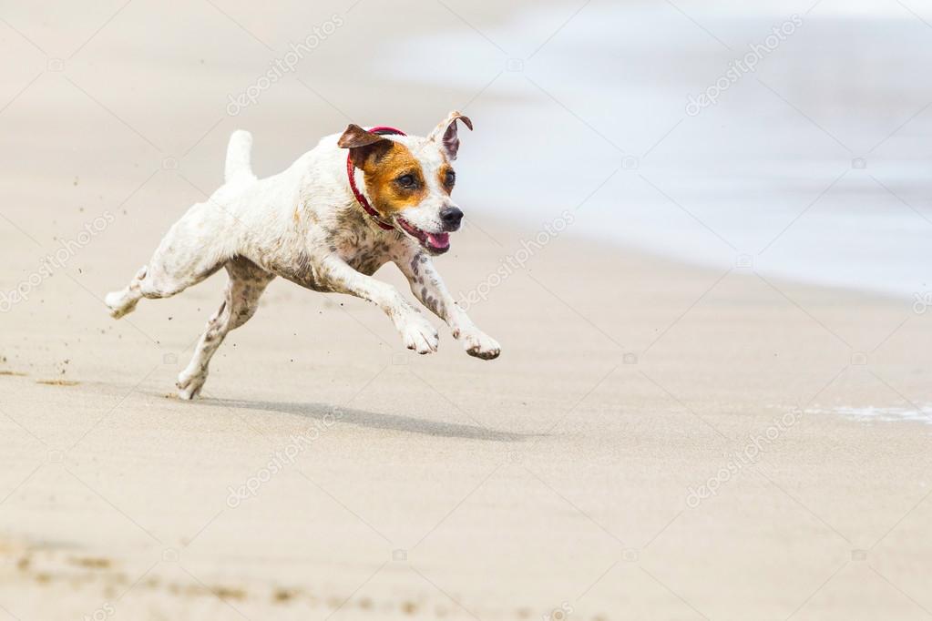 Jack Russell Terrier On The Beach