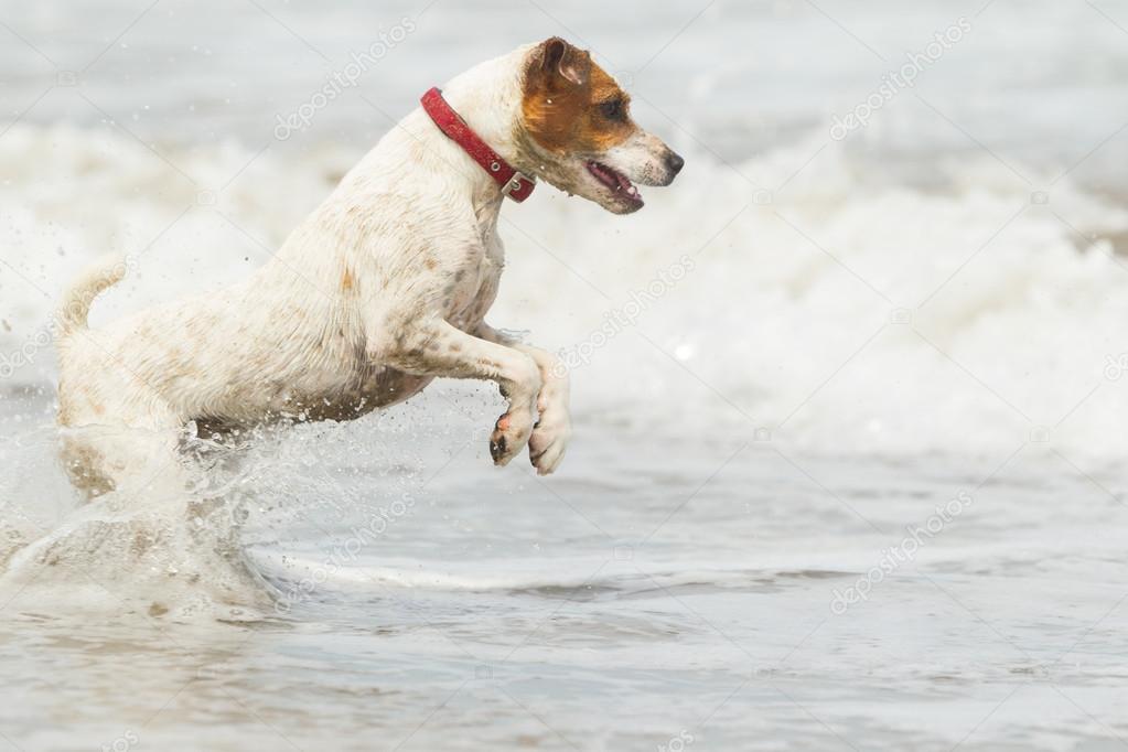 Jack Russell Terrier On The Beach