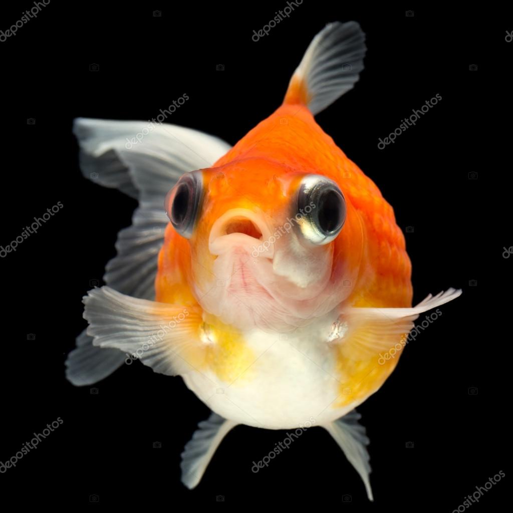 Small Fat Fish — Stock Photo © ammmit 88023666