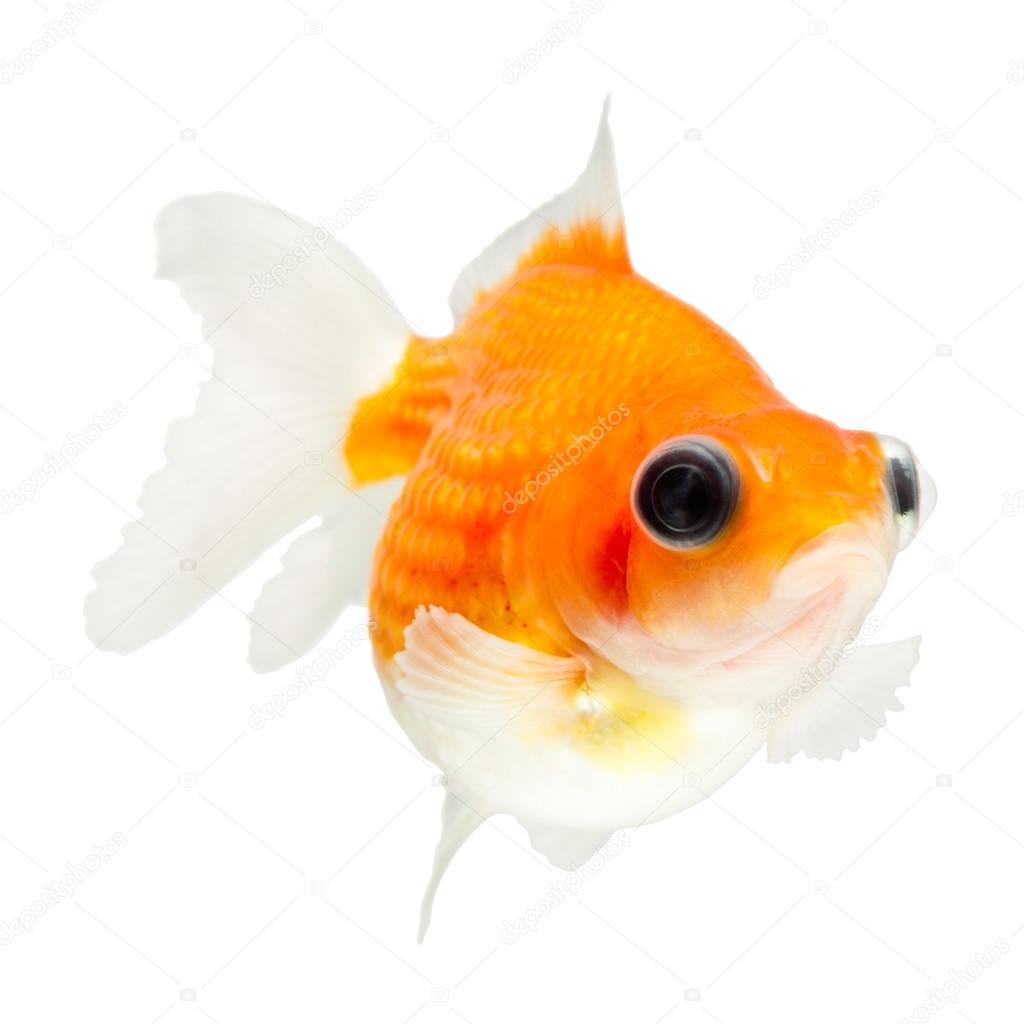 金魚写真素材 ロイヤリティフリー金魚画像 Depositphotos