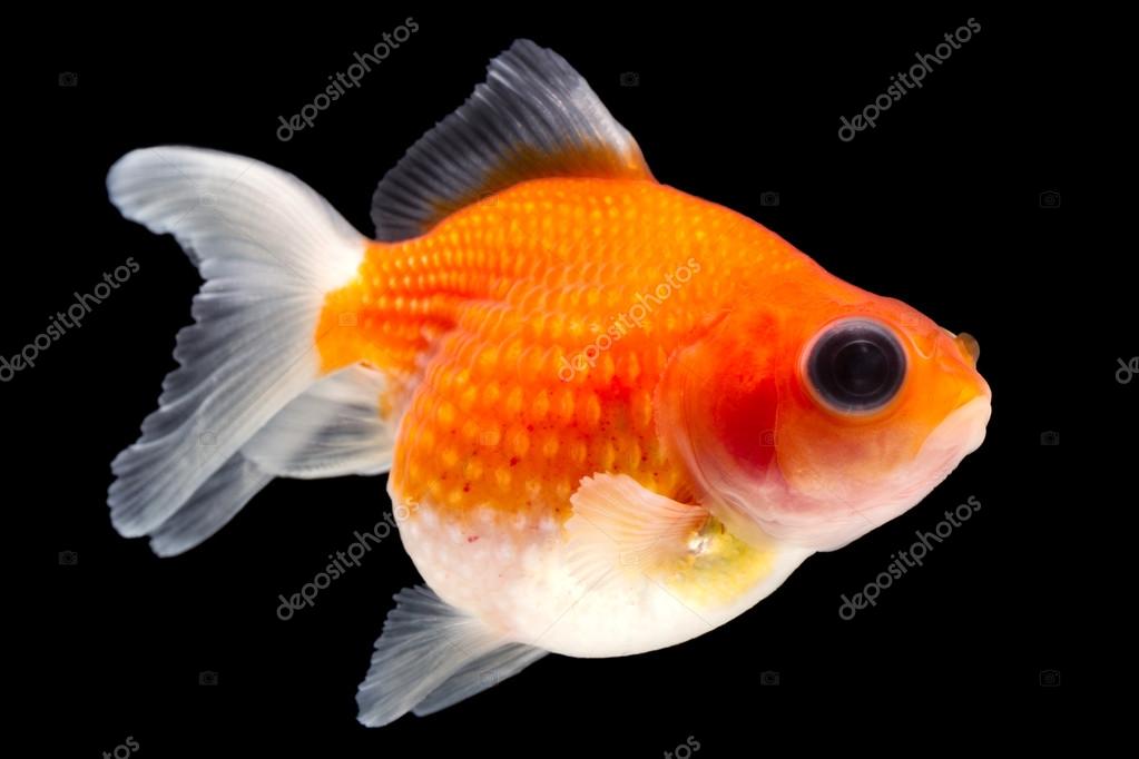 Pearlscale Goldfish Telescope Goldfish — Stock Photo © ammmit 88023690