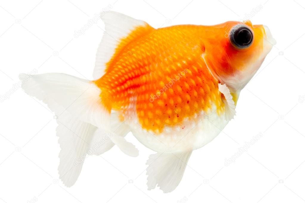 Pearlscale Goldfish Profile On White