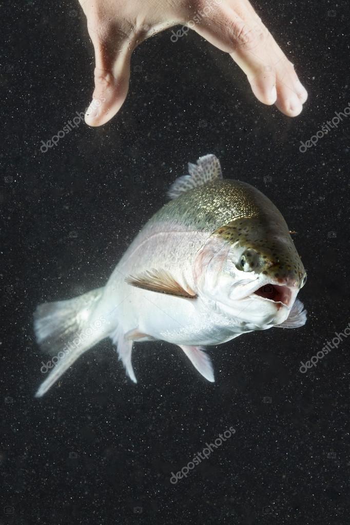 peche truite a la main