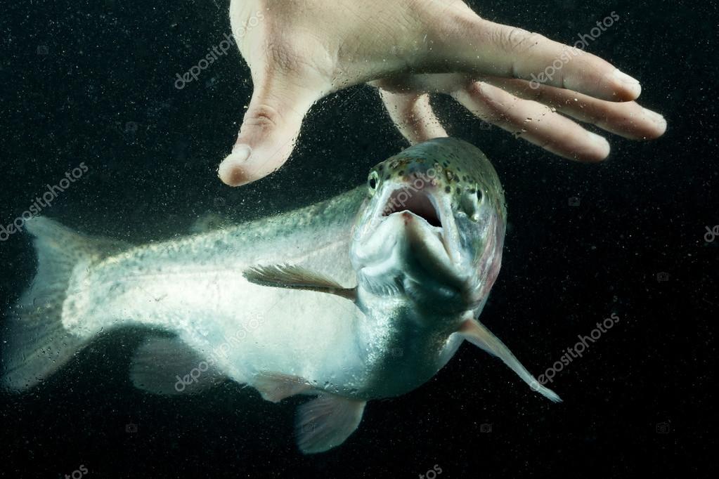 peche truite a la main