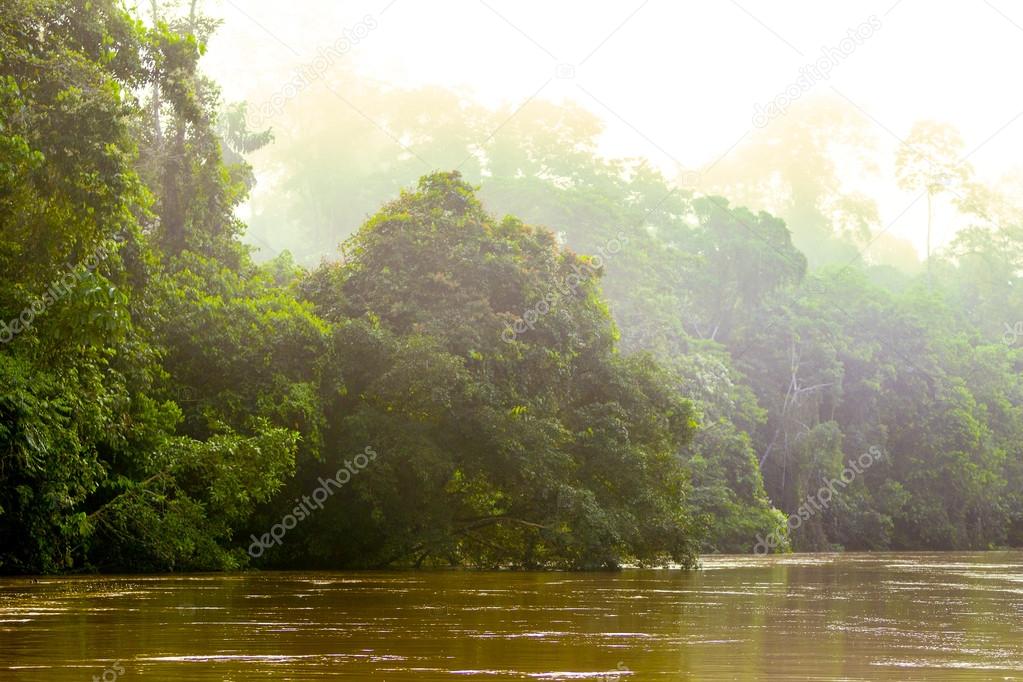 Warm Morning Sunlight In The Amazon Jungle