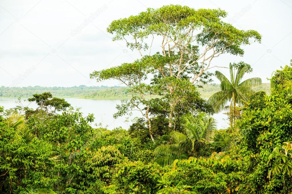 Limoncocha Jungle Vegetation