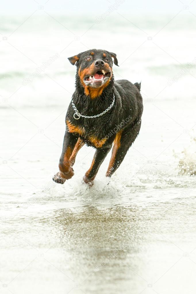 Rottweiler Dog In Motion