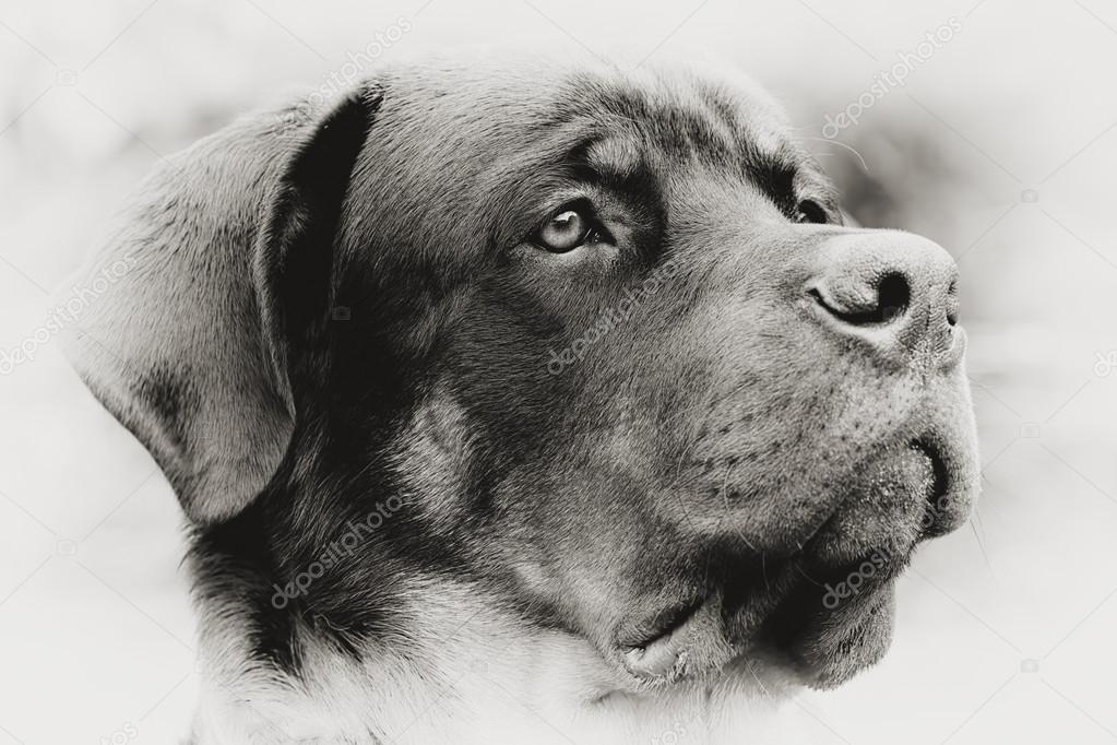 Rottweiler Dog Portrait Monochrome