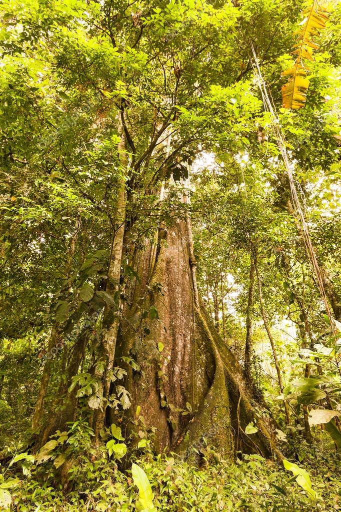 Kapok Tree Tallest Plant In The Amazon Stock Photo by ©ammmit 88025304