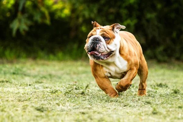 Engelsk bulldogg kör mot kameran — Stockfoto