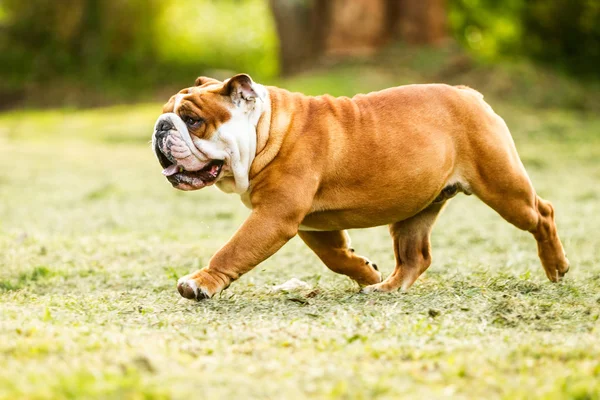 Bulldog inglés Hombre en movimiento —  Fotos de Stock