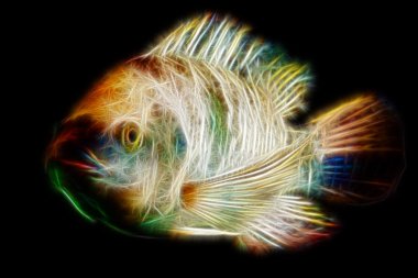 Tilapia balık kahverengi benekli