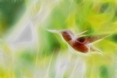 Allen Hummingbird uçuş