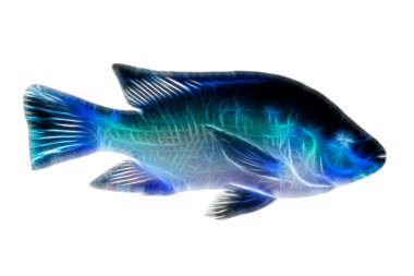 Tilapia balık illüstrasyon