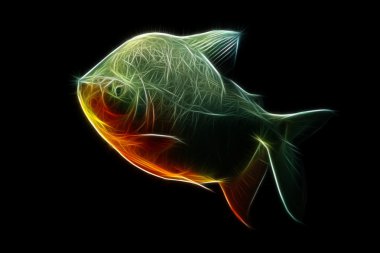 Pacu balığı soyut