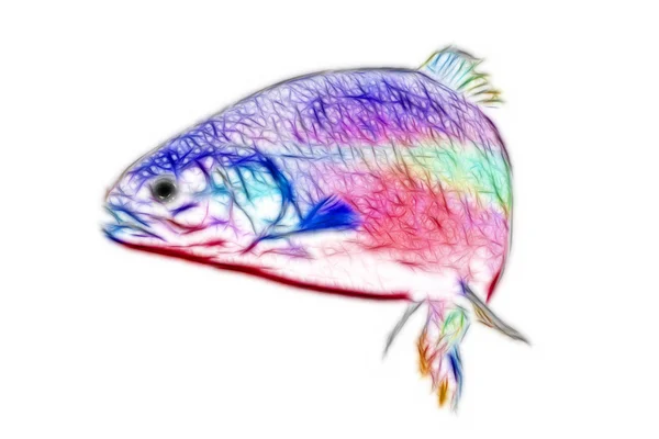 Trout Fish Swift — стоковое фото