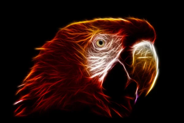Ara Macaw Φράκταλς — Φωτογραφία Αρχείου