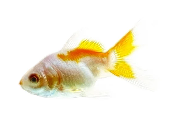 Золота рибка фрактали ізольовані на білому — стокове фото