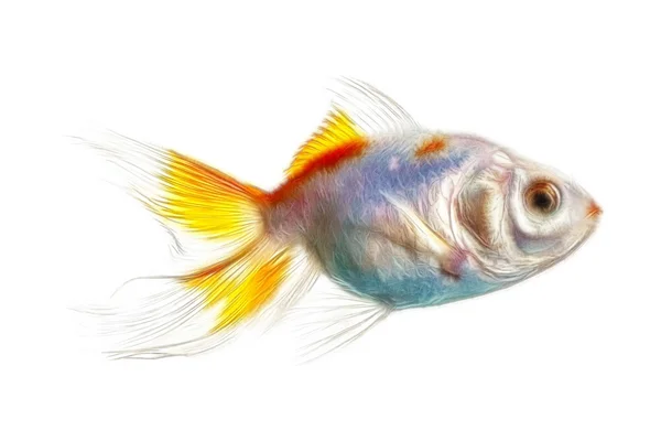 Fractais Goldfish isolados em branco — Fotografia de Stock