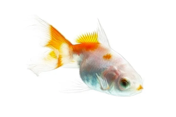 Goldfish fractales aislado en blanco — Foto de Stock