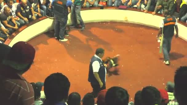 Pubblico Cockfight arena allenatori e arbitro durante il gioco — Video Stock